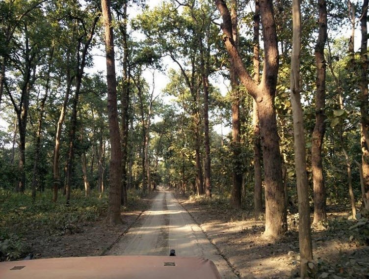 Kishanpur Wildlife Sanctuary, Lakhimpur - Kheri, Uttar Pradesh - Vushii.com Kishanpur Wildlife Sanctuary, Lakhimpur - Kheri, Uttar Pradesh - Vushii.com
